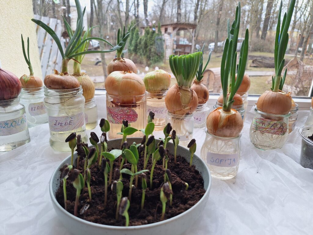 Mūsų pavasario projektai